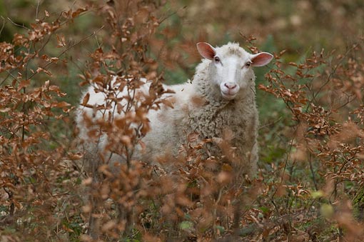 Ovce, Valašsko